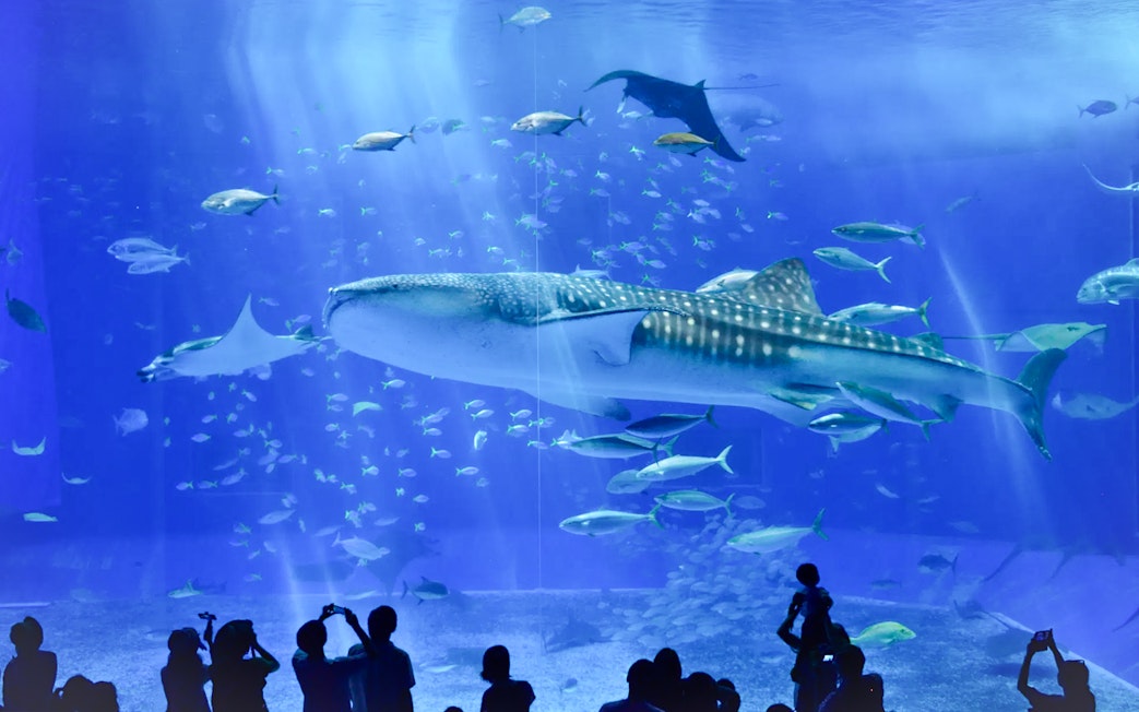 Whale shark swimming in Churaumi Aquarium, Okinawa, with visitors observing through glass.
