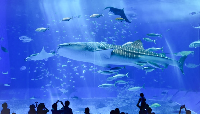 Animals exhibited at the aquarium