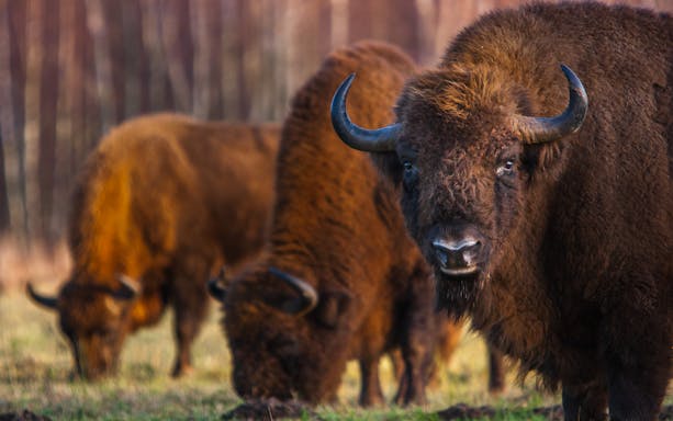 European bison grazing in Bialowieza National Park, Poland.