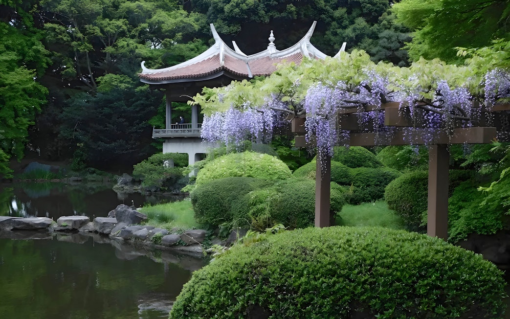 Wisteria blooms near a traditional pavilion in Shinjuku Gyoen, Tokyo.