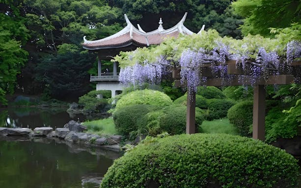 Wisteria blooms near a traditional pavilion in Shinjuku Gyoen, Tokyo.