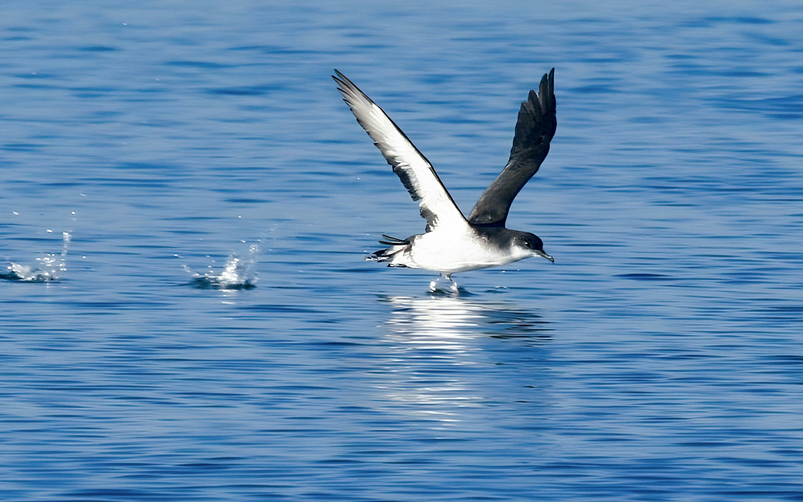 Seabird flying over water