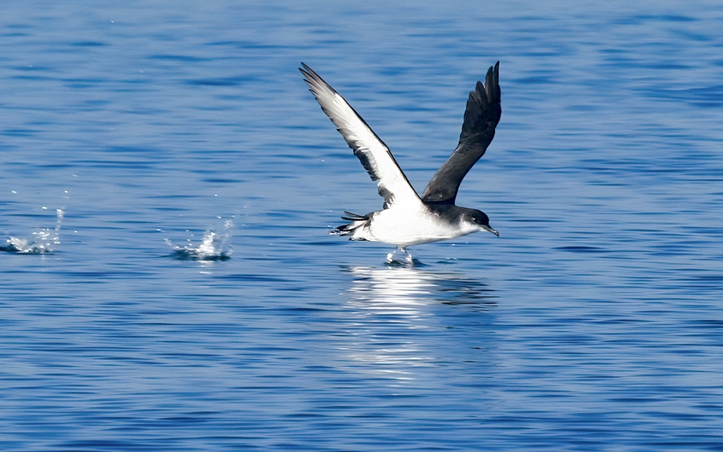 Seabird flying over water during Akureyri Whale Watching tour in Iceland.