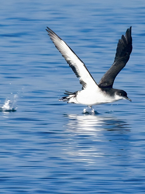 Seabird flying over water during Akureyri Whale Watching tour in Iceland.