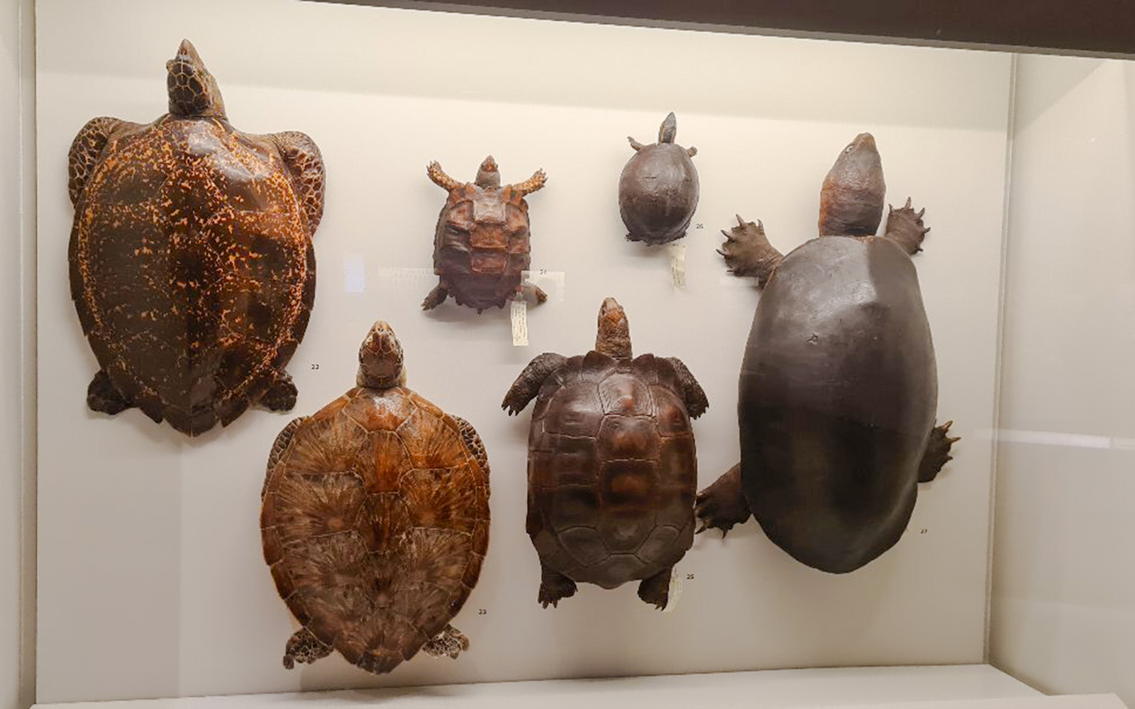Preserved turtle and tortoise specimens in a display case at a Singapore museum.