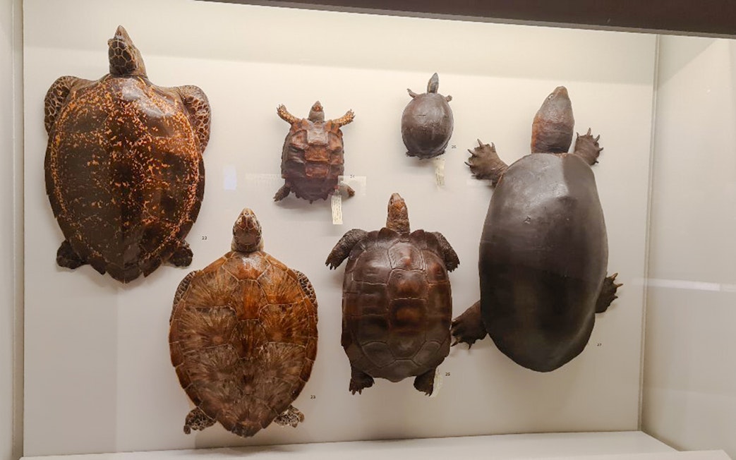 Preserved turtle and tortoise specimens in a display case at a Singapore museum.