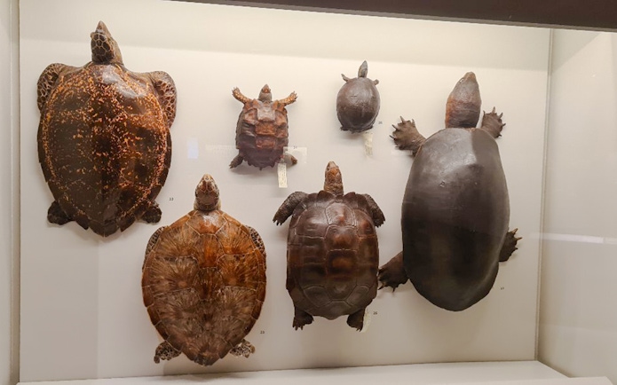 Preserved turtle and tortoise specimens in a display case at a Singapore museum.