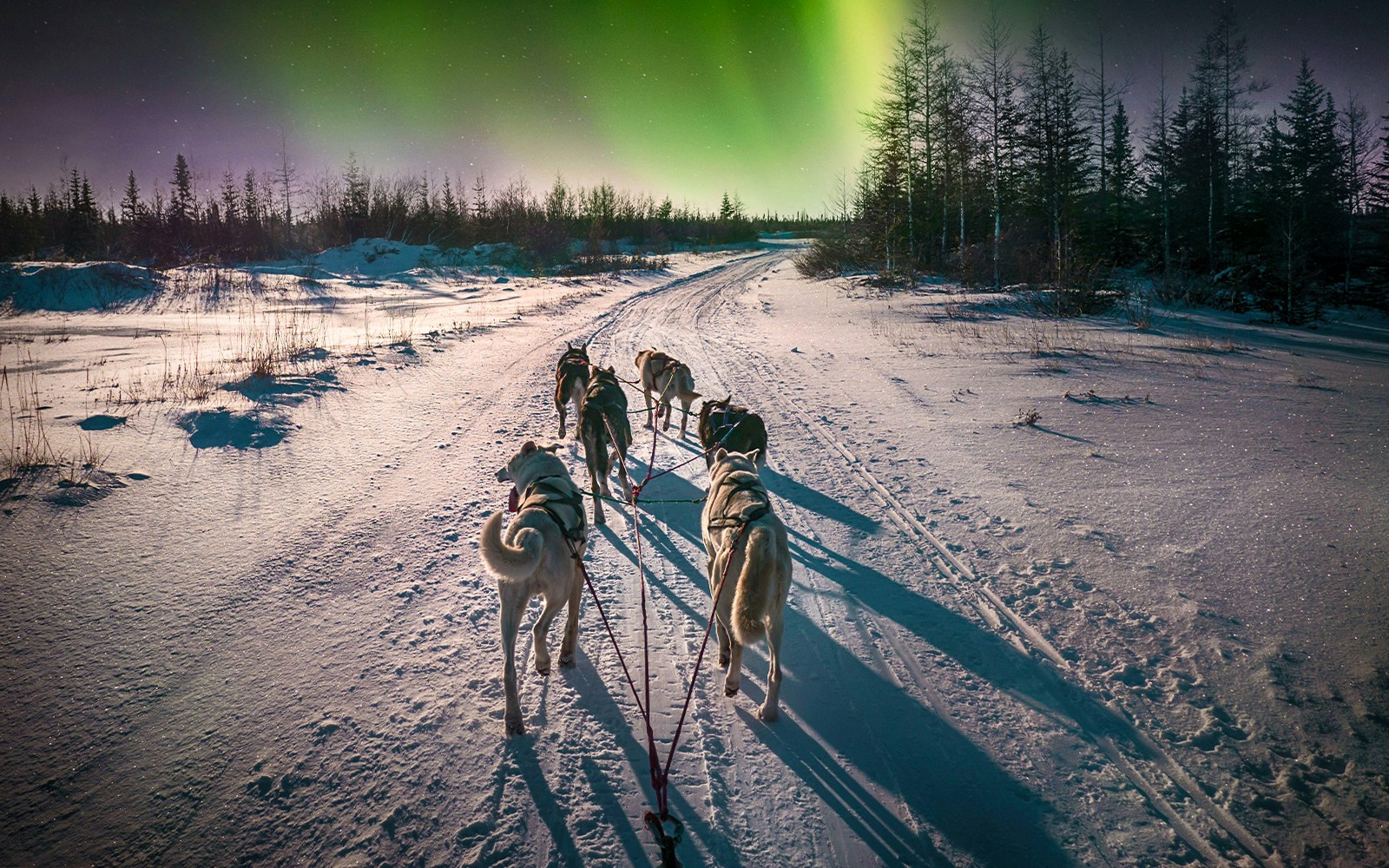 Husky sleigh ride under Northern Lights