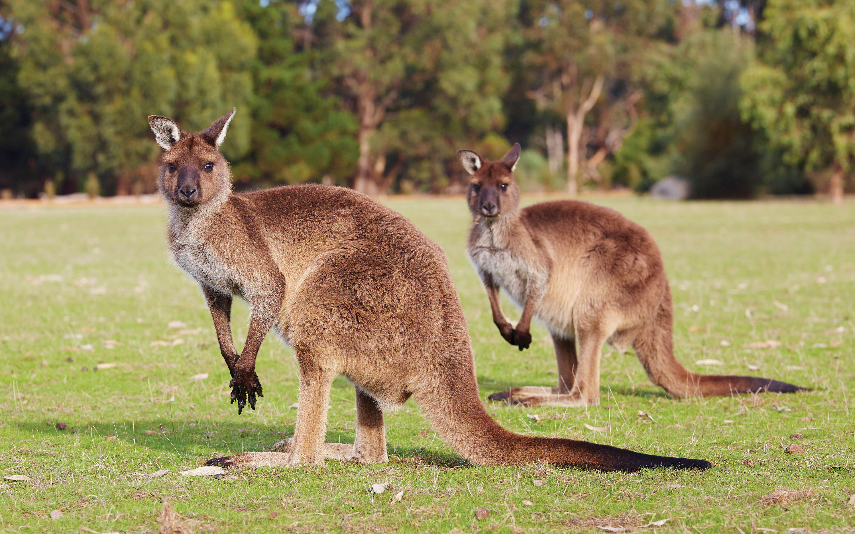 Kangaroos grazing on grass at Kangaroo Island, Australia.
