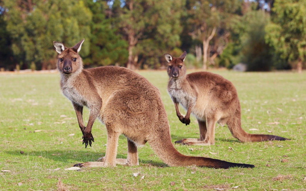Kangaroos grazing on grass at Kangaroo Island, Australia.