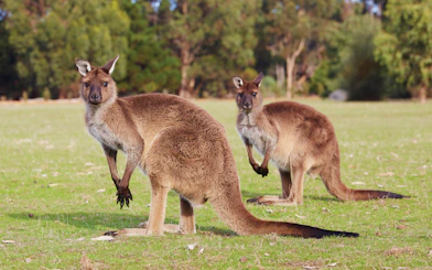 Kangaroos grazing on grass at Kangaroo Island, Australia.