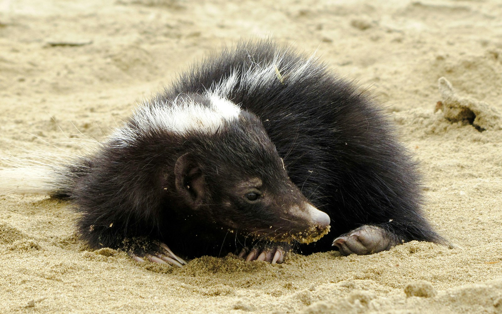 American hog-nosed skunk