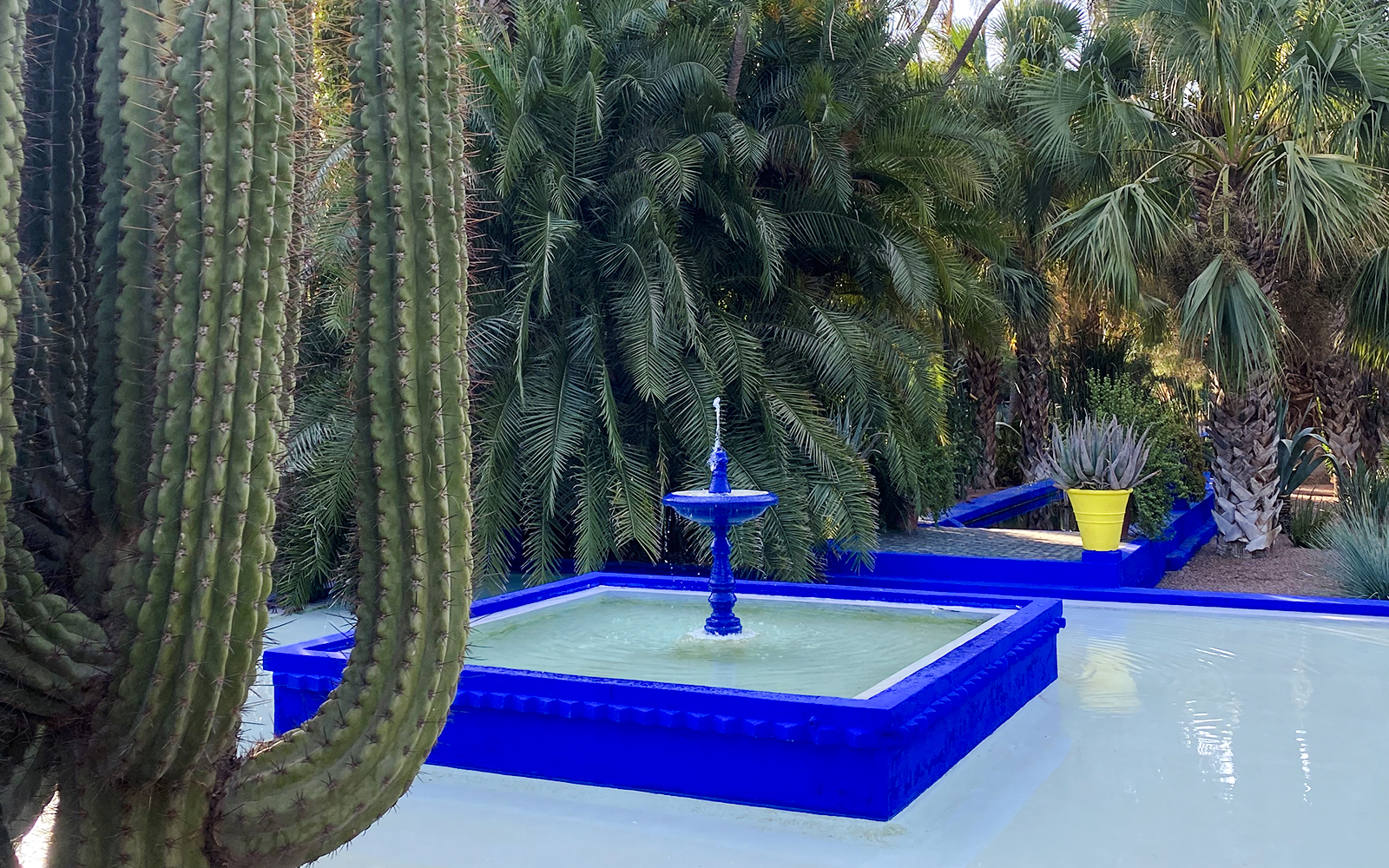 Fountain and cacti in Jardin Majorelle, Marrakech, surrounded by lush greenery.