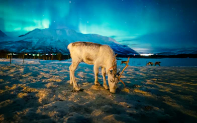 Reindeer grazing under Northern Lights in Tromso, Norway.