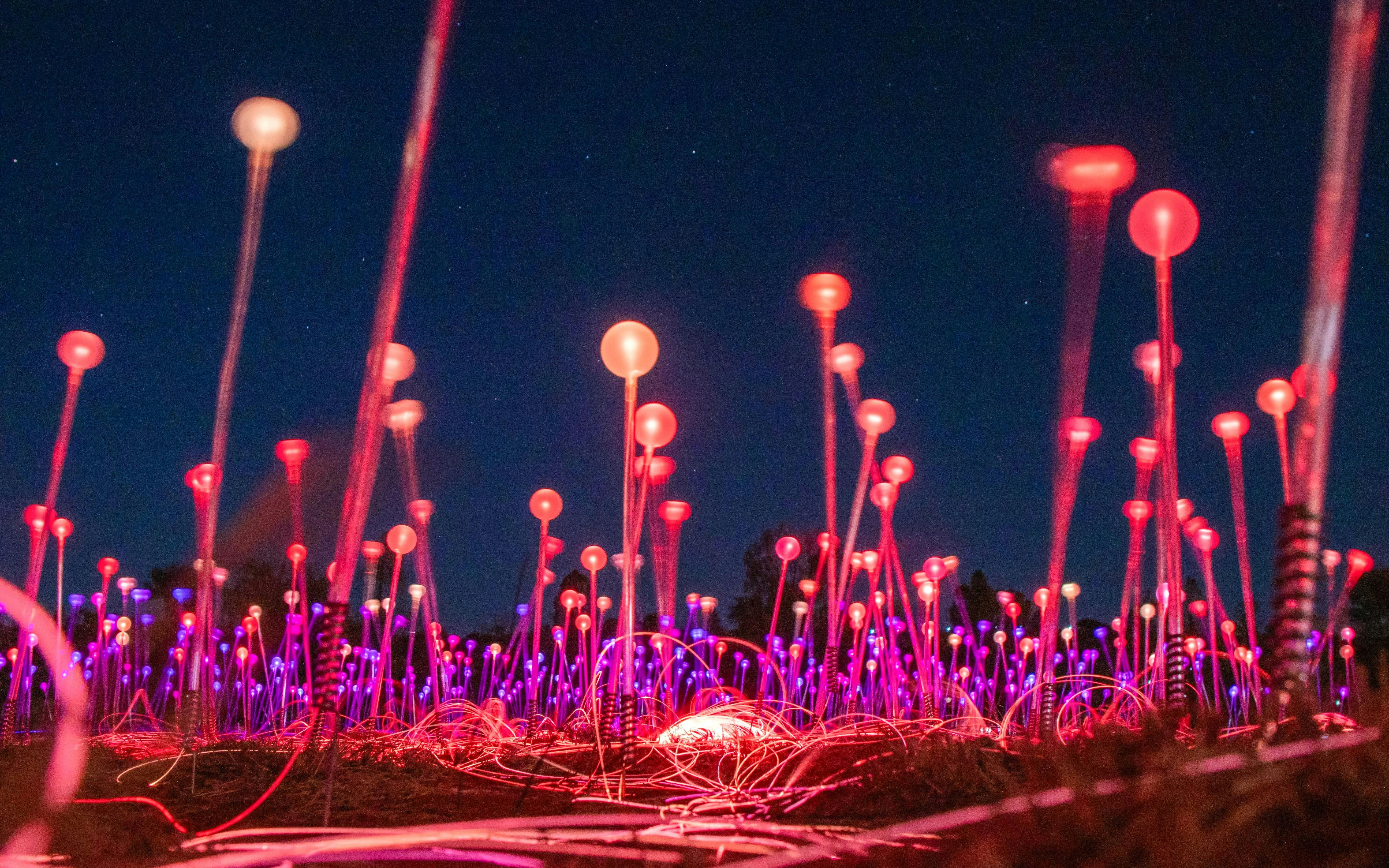 Uluru Field of Light installation glowing at night during sunrise tour.