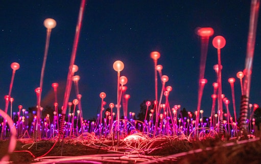 Uluru Field of Light installation glowing at night during sunrise tour.