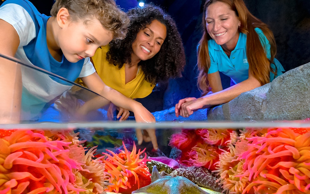 Visitors exploring touch pool with sea anemones at Sea Life Orlando.