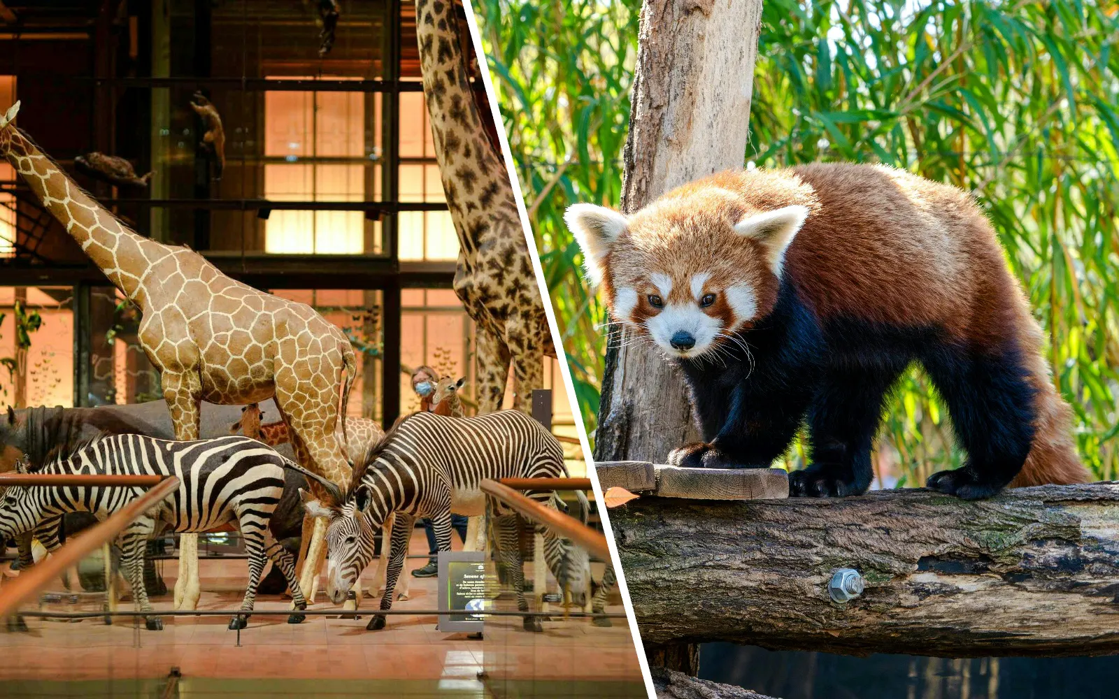 Giraffe and zebras in Grande Galerie de l'Évolution Paris, red panda on a tree.