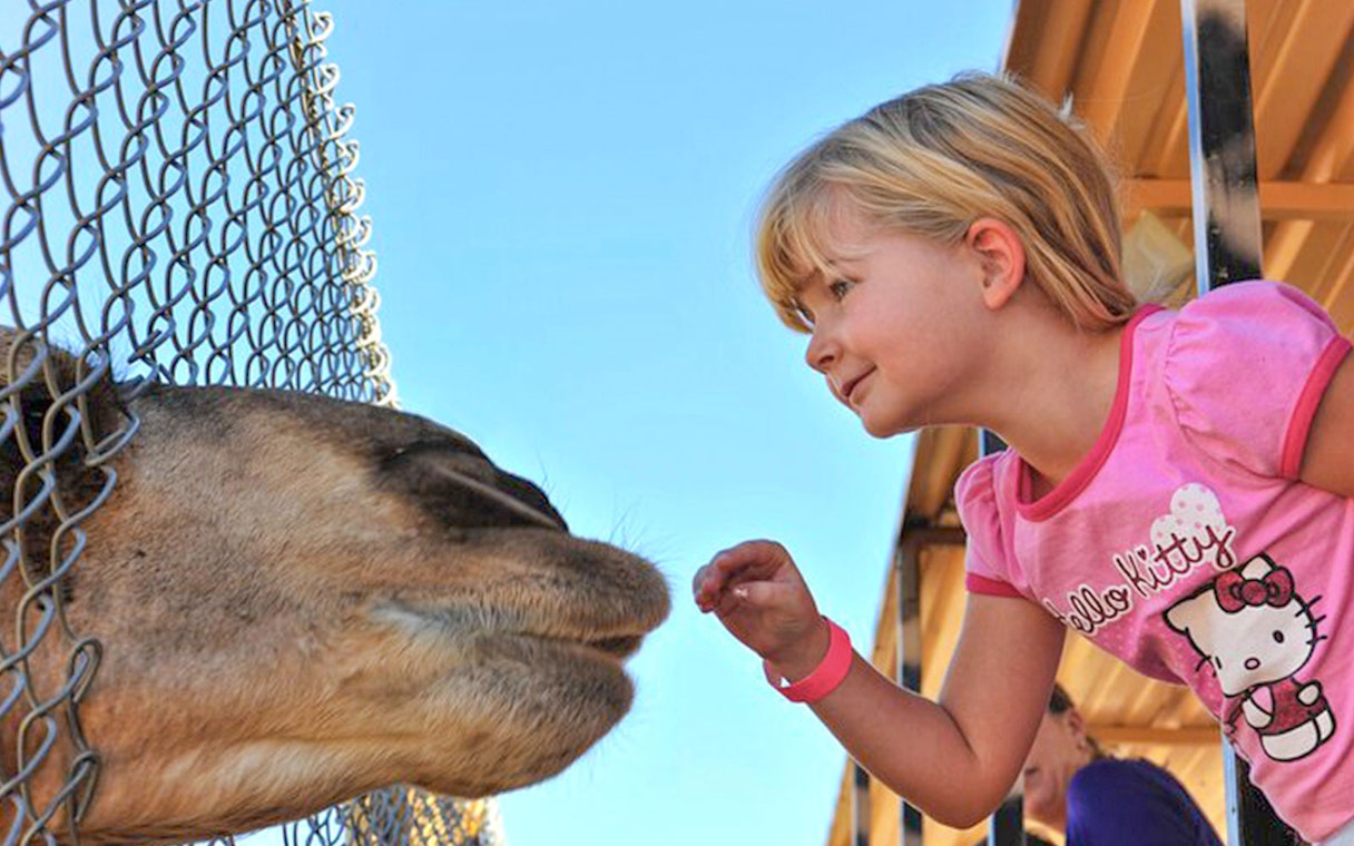Child interacting with a giraffe through a fence at Out of Africa Wildlife Park.