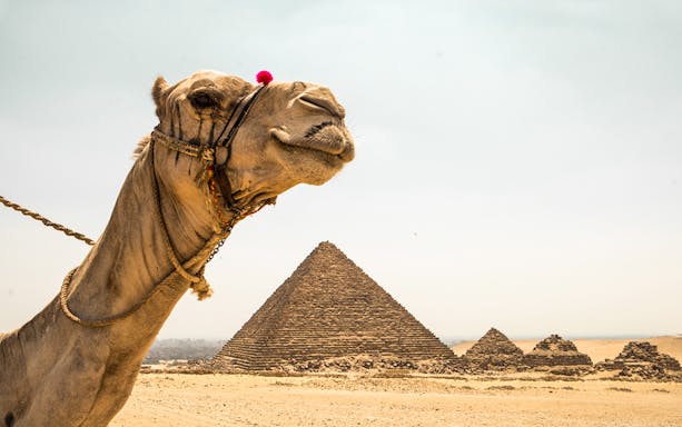 Camel in front of the Pyramid of Giza during a guided day tour from Hurghada.