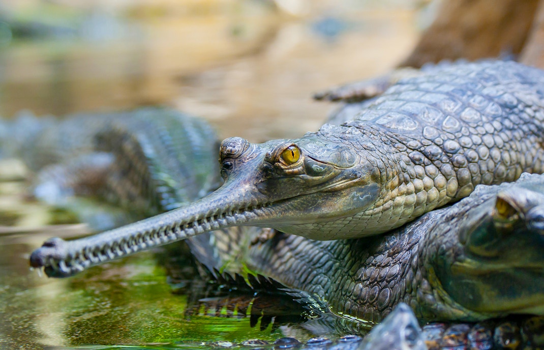 Singapore Zoo - Reptile Garden