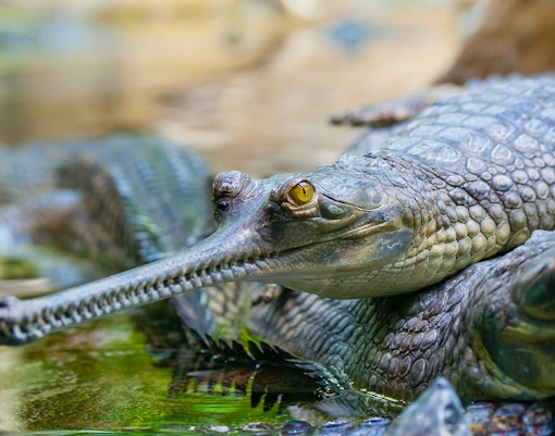 Indian Gharial basking on a riverbank at River Wonders Singapore.