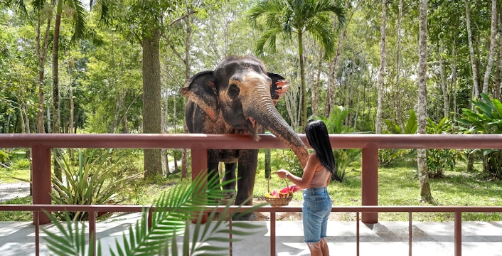 Elephant Sanctuary in Phuket