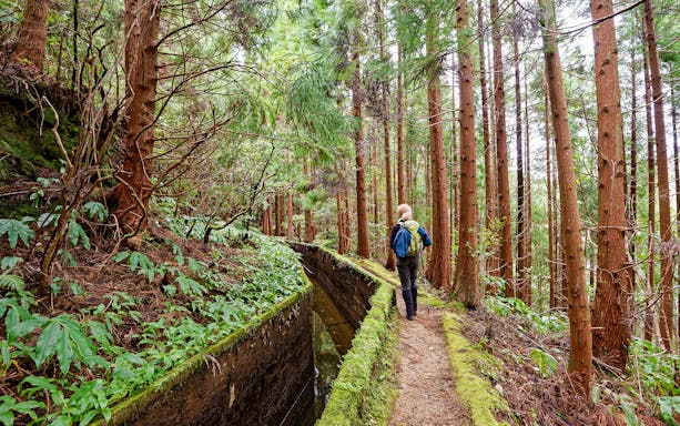 Hiker walking along a forest trail near Lagoa do Fogo, surrounded by tall trees.