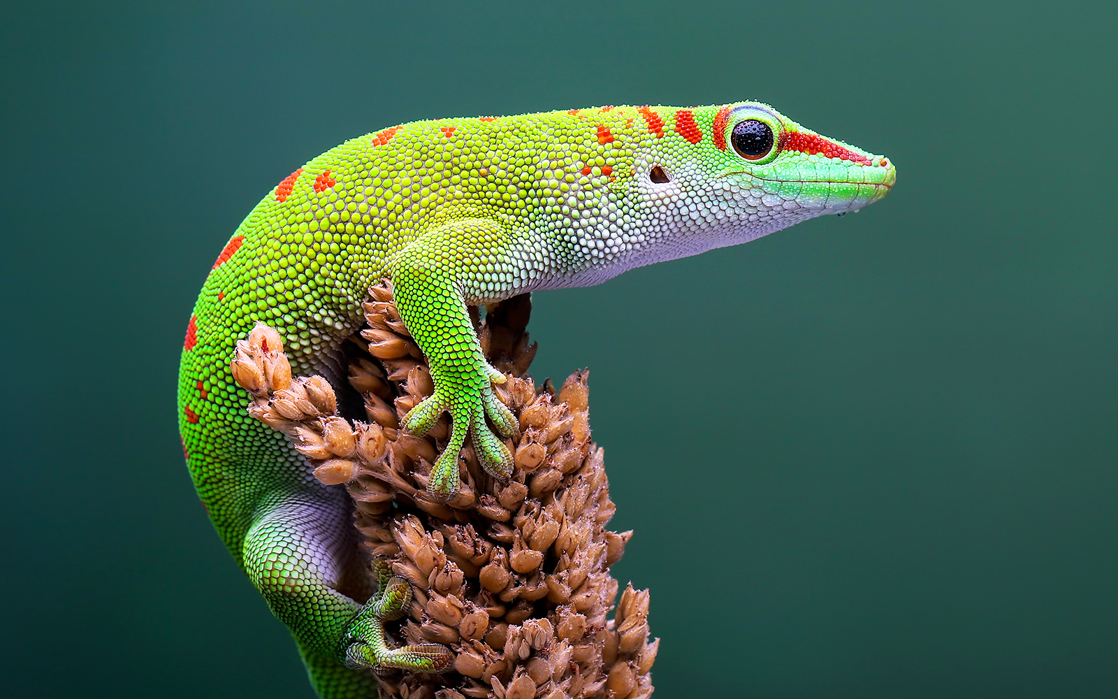 Male Day Gecko (Phelsuma) perched on a plant in Madagascar.