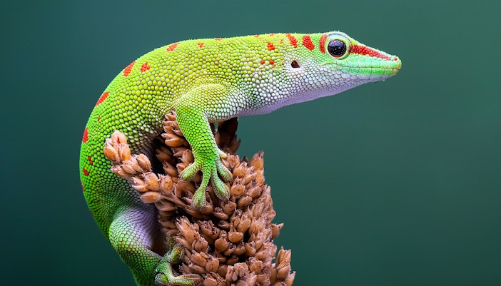 Male Day Gecko (Phelsuma) perched on a plant in Madagascar.