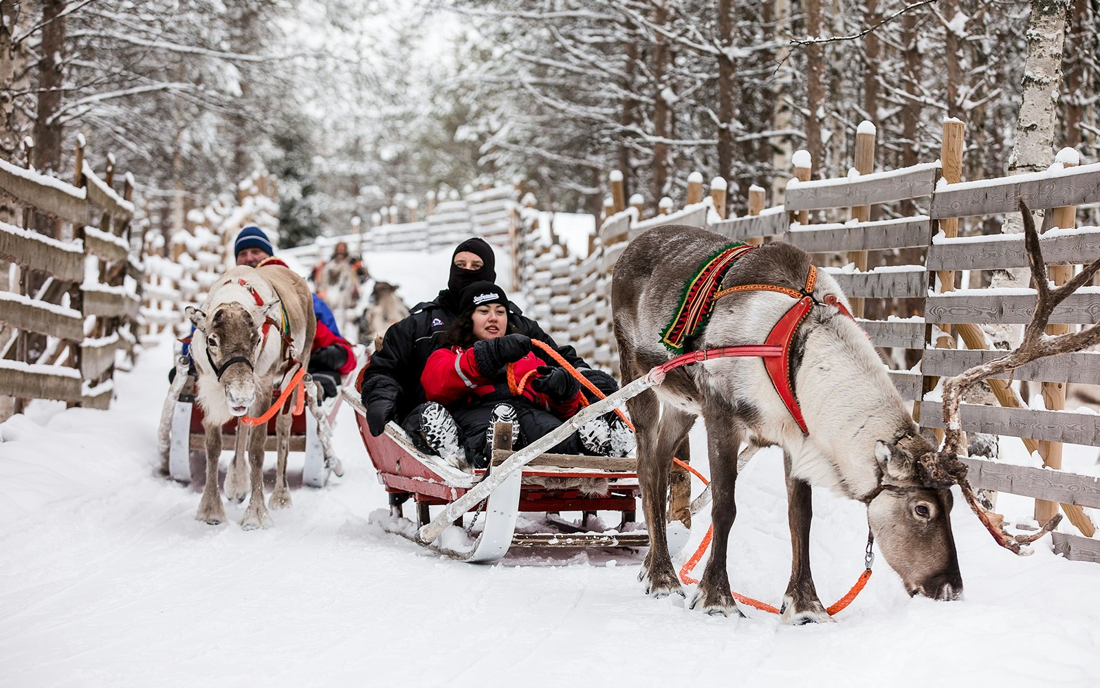 Reindeer sled ride through snowy forest in Lapland.