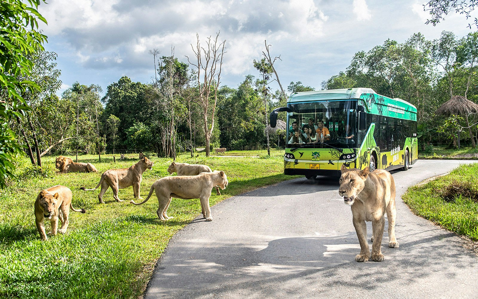 Guests observing lion pride from bus at Vinpearl Safari.