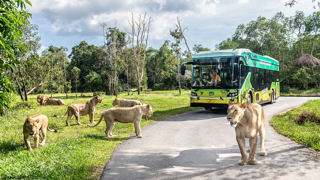 Guests observing lion pride from bus at Vinpearl Safari.