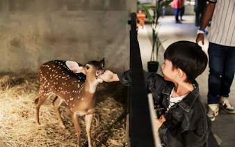 Child feeding a deer at Just Farm Indoor Zoo Kuala Lumpur.