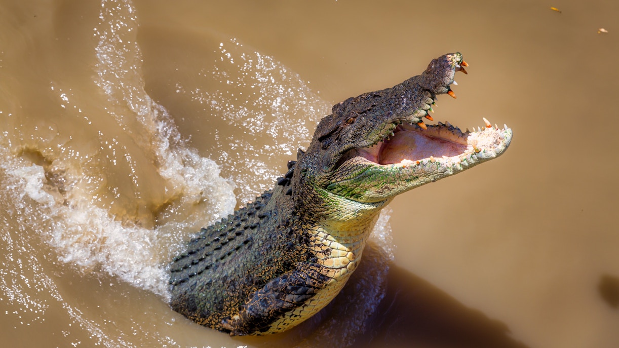 Crocodile leaping from water during Adelaide River Jumping Crocodile Cruise.