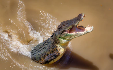 Crocodile leaping from water during Adelaide River Jumping Crocodile Cruise.