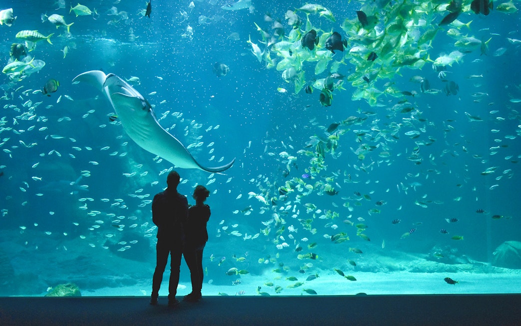 Visitors viewing marine life at Nausicaá aquarium, including a large manta ray.