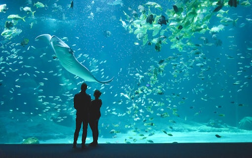 Visitors viewing marine life at Nausicaá aquarium, including a large manta ray.