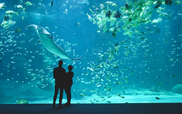 Visitors viewing marine life at Nausicaá aquarium, including a large manta ray.