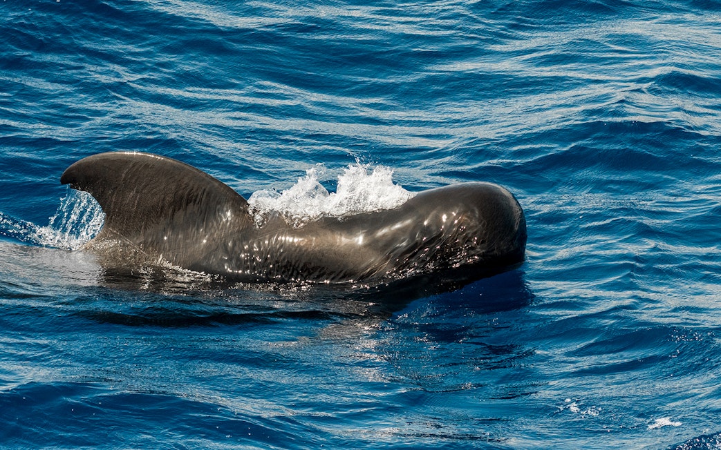 Whale swimming in coastal waters southwest of Tenerife, Canary Islands, Spain.