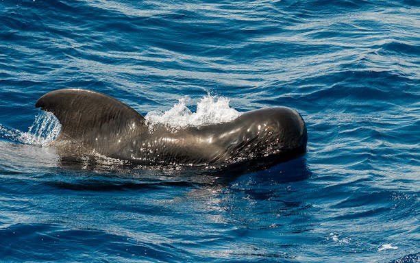 Whale swimming in coastal waters southwest of Tenerife, Canary Islands, Spain.