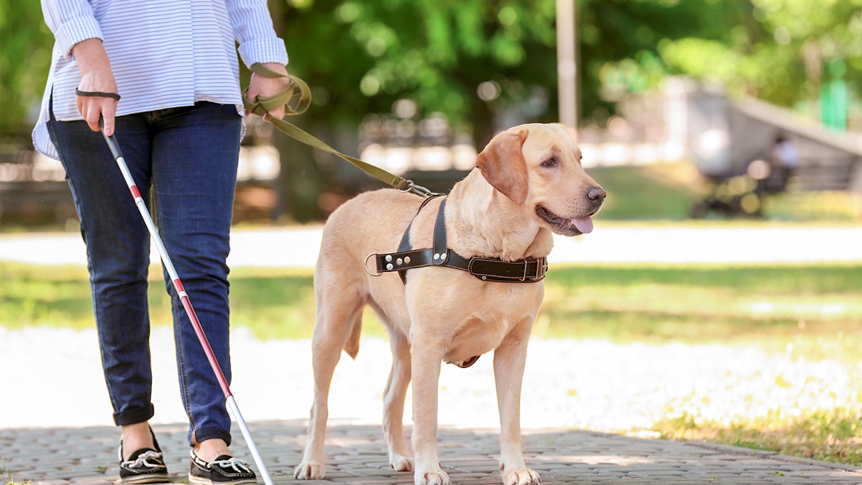 A person with a guide dog walking in NEMO Museum Amsterdam.