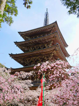 Pagoda at Daigoji Temple in Kyoto surrounded by cherry blossoms.