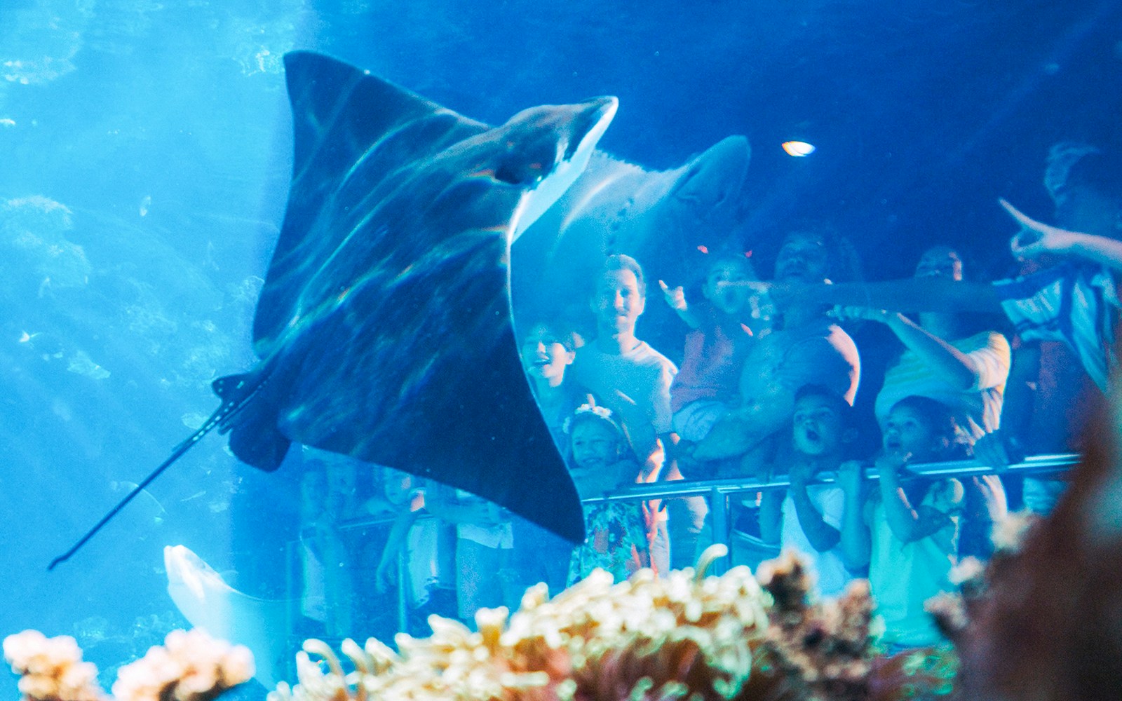 Guests looking at a Ray at SeaWorld, Gold Coast