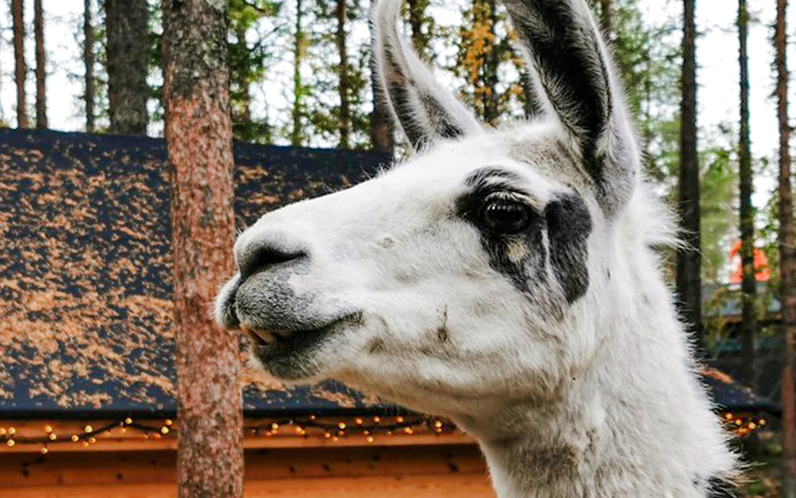 Alpaca in a forest setting, Lapland.