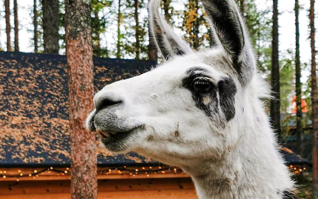 Alpaca in a forest setting, Lapland.