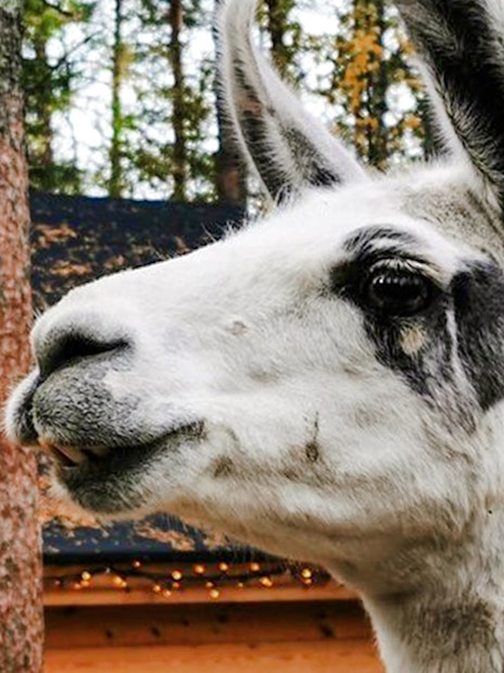 Alpaca in a forest setting, Lapland.