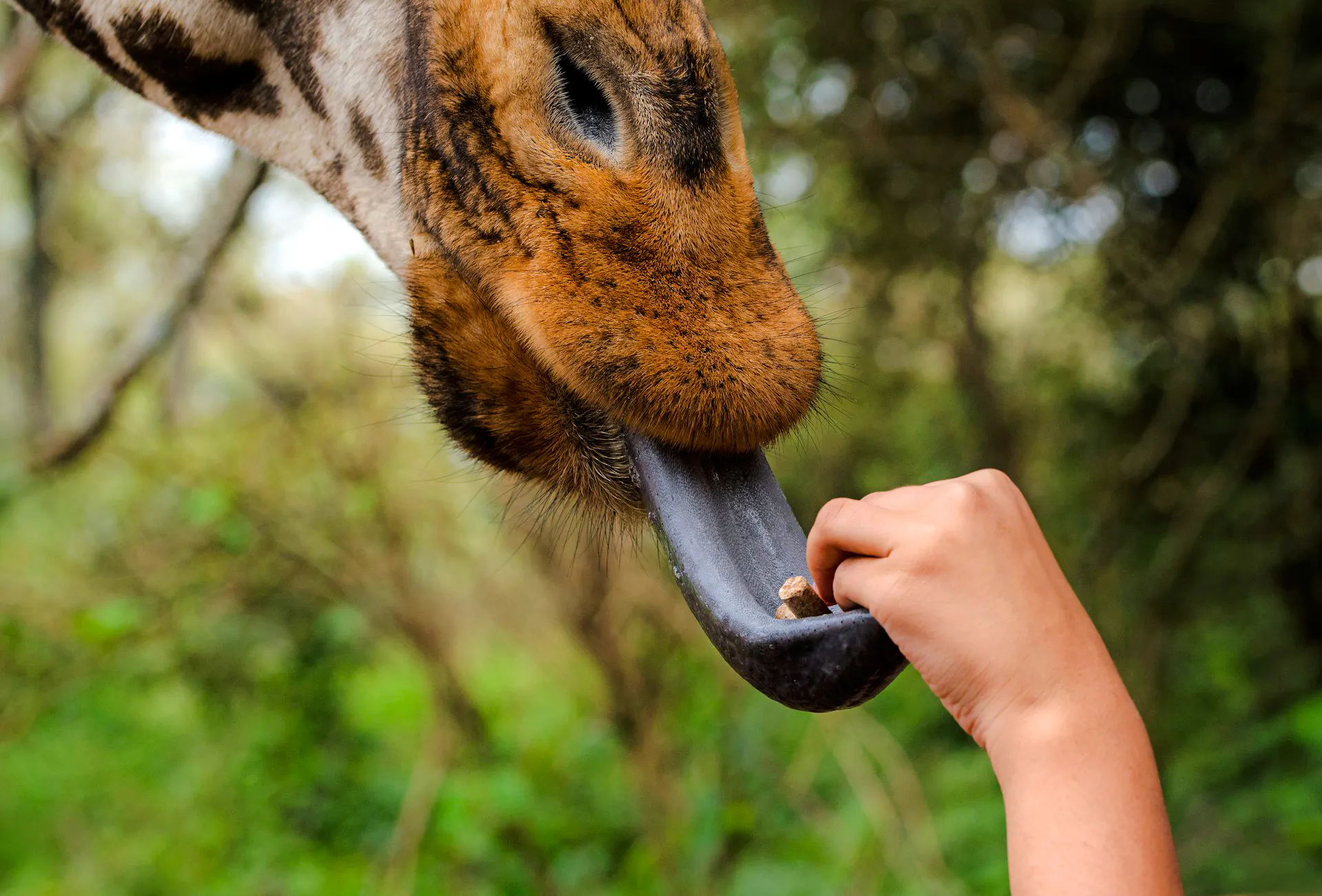 Giraffe being fed by hand at Nairobi Heritage tour.