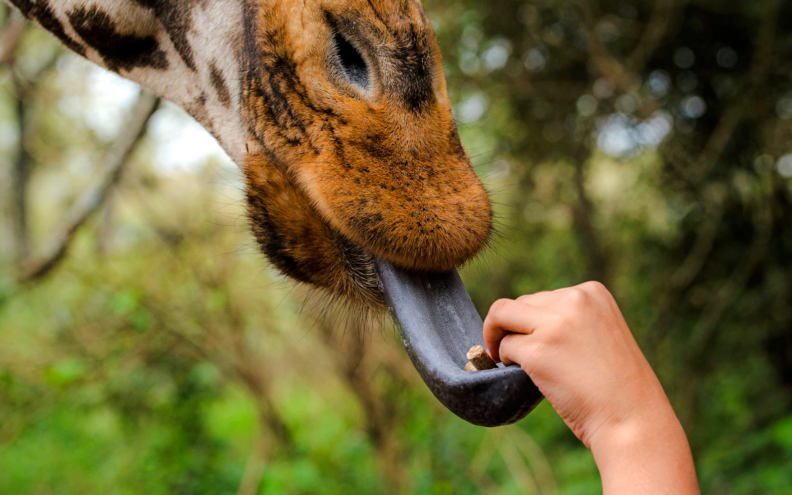 From Nairobi: Giraffe Centre and Karen Blixen Museum Private Tour (Product 56508)