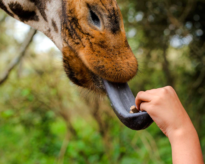 From Nairobi: Giraffe Centre and Karen Blixen Museum Private Tour (Product 56508)